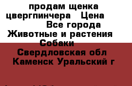 продам щенка цвергпинчера › Цена ­ 15 000 - Все города Животные и растения » Собаки   . Свердловская обл.,Каменск-Уральский г.